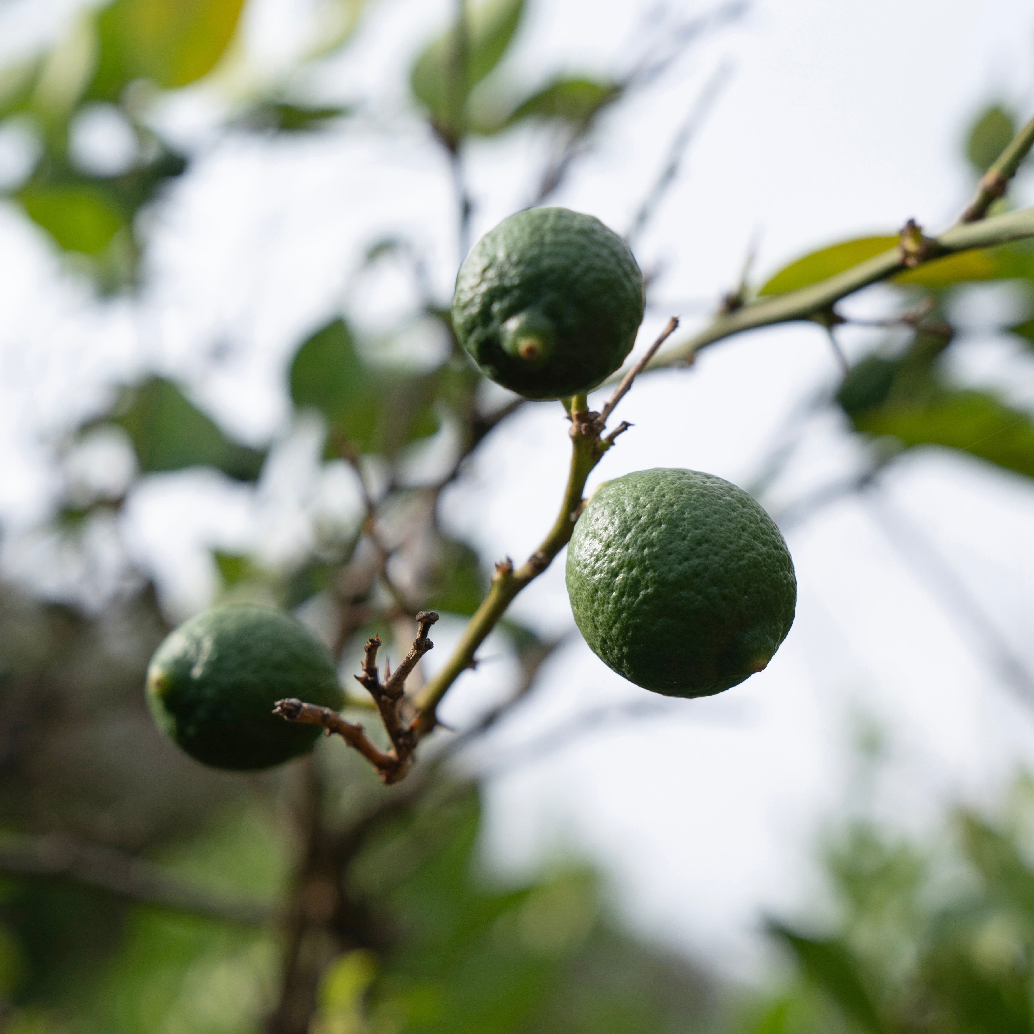 Spicy Rodrigues fragrance