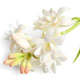 Unique island fragrances