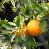 Authentic Rodrigues scents