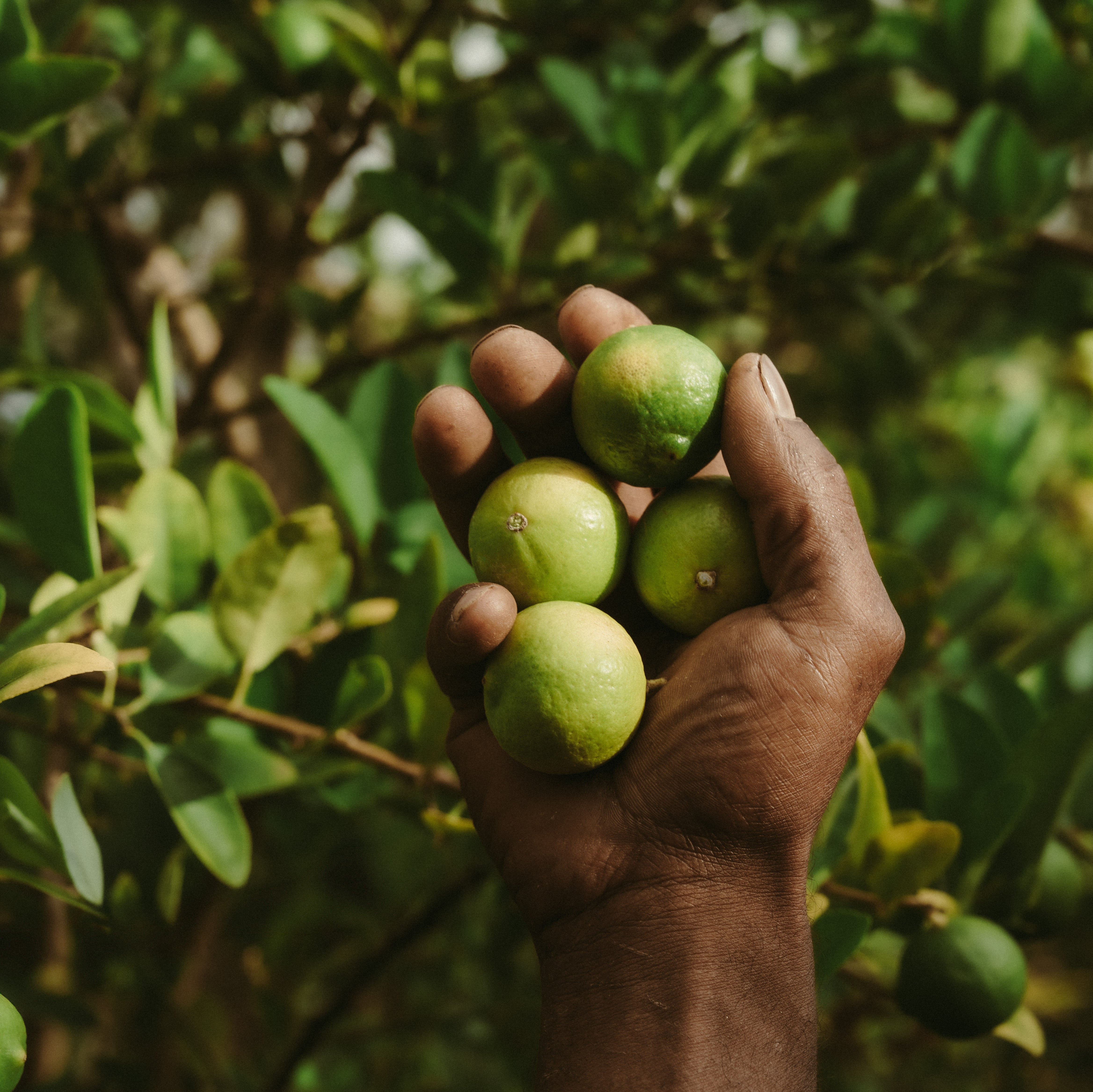 The Fruit That Started It All: The Limon de Rodrigues