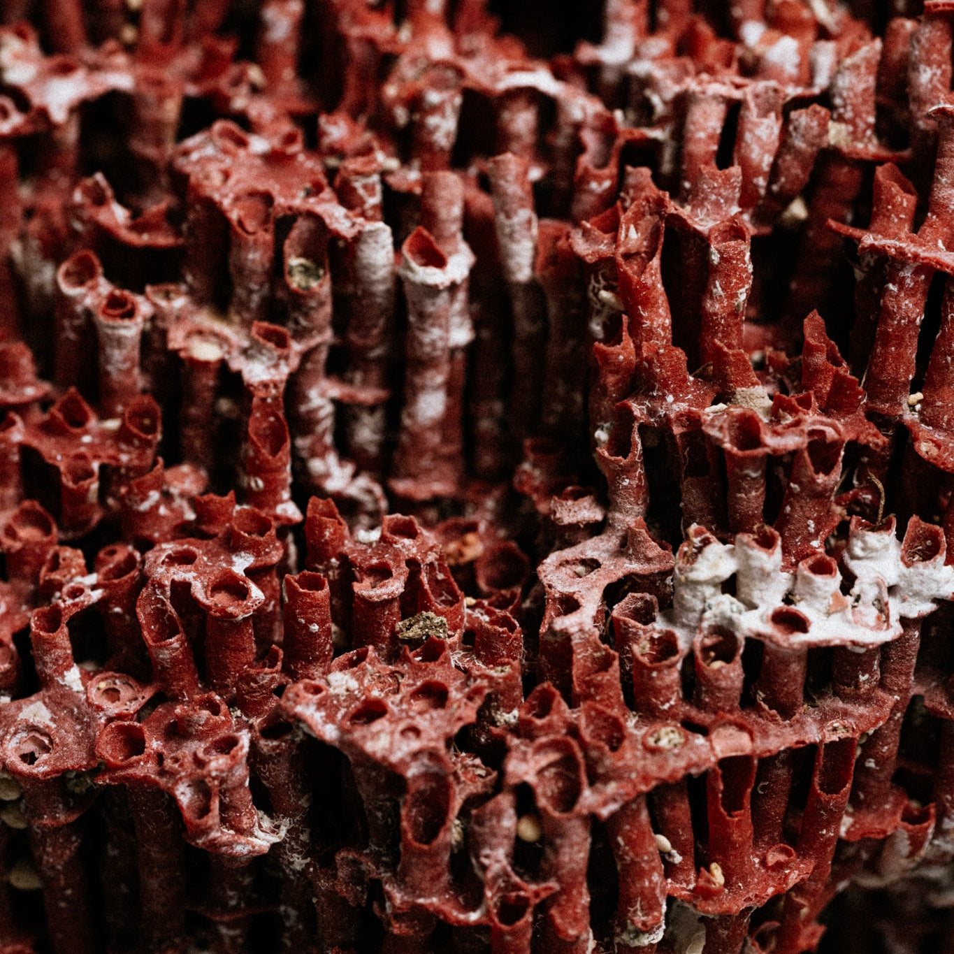 Close-up of a textured surface with intricate patterns . Corail Eaux de parfums Ile Maurice, Rodrigues, Ocean Indien