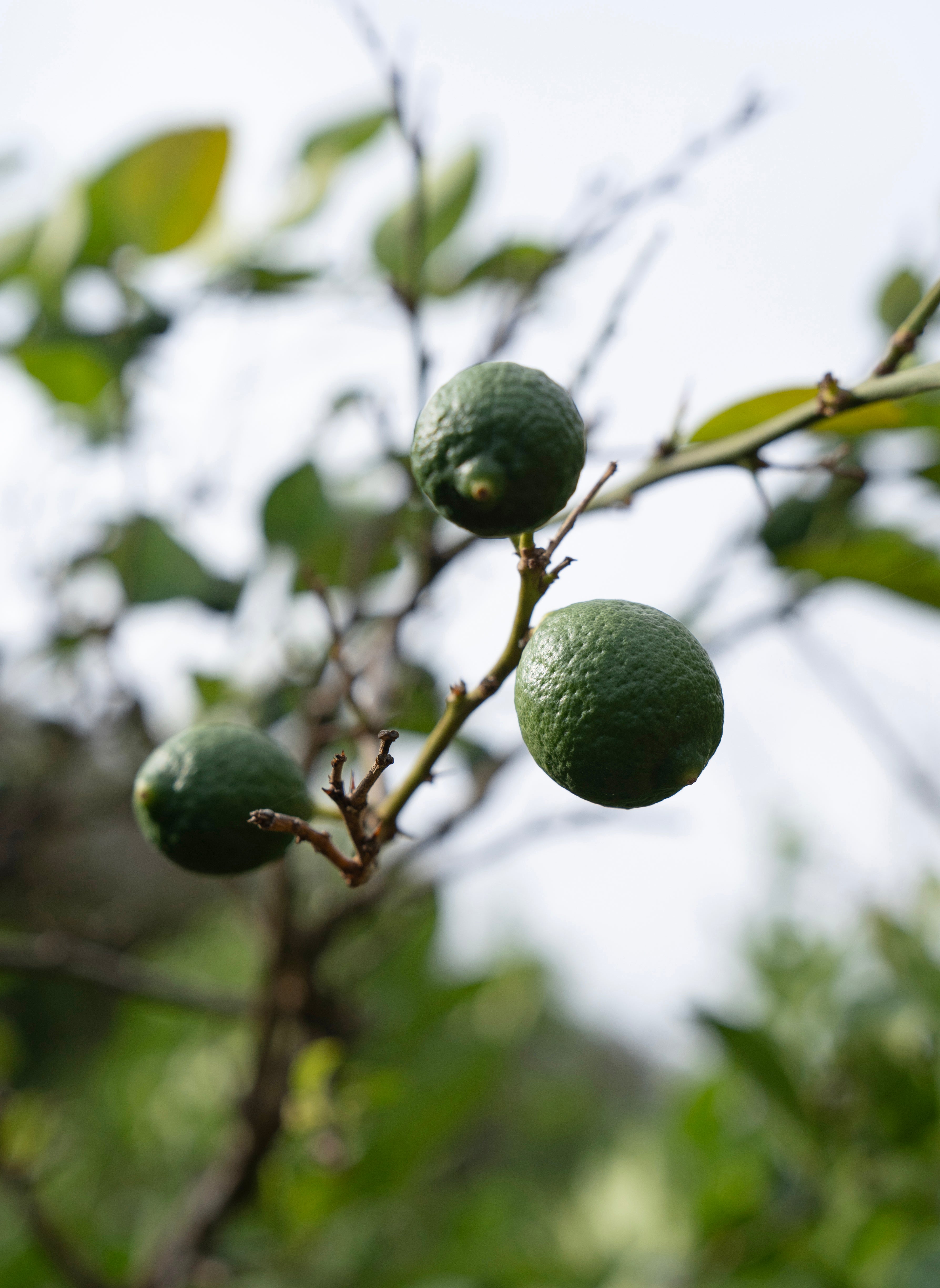 Spicy Rodrigues fragrance