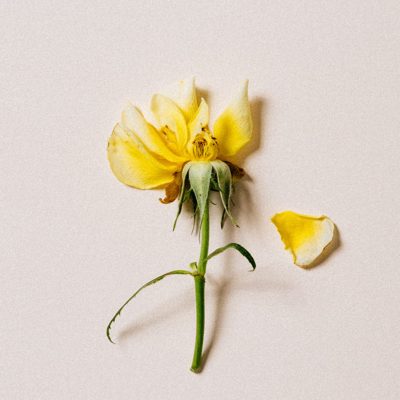 Jardin Mamzelle - Nature morte Yellow flower with a single petal on a light gray background