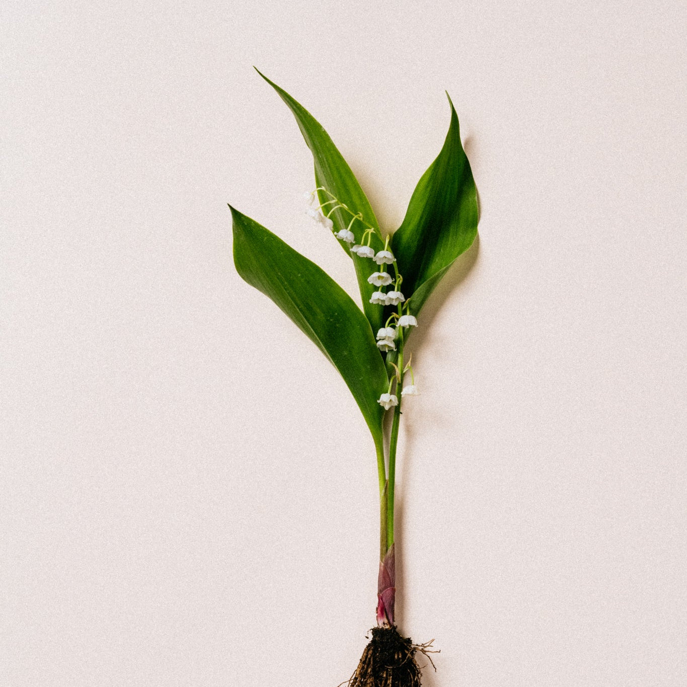 Jardin Mamzelle - Nature morte Plant with green leaves and small white flowers on a light background
