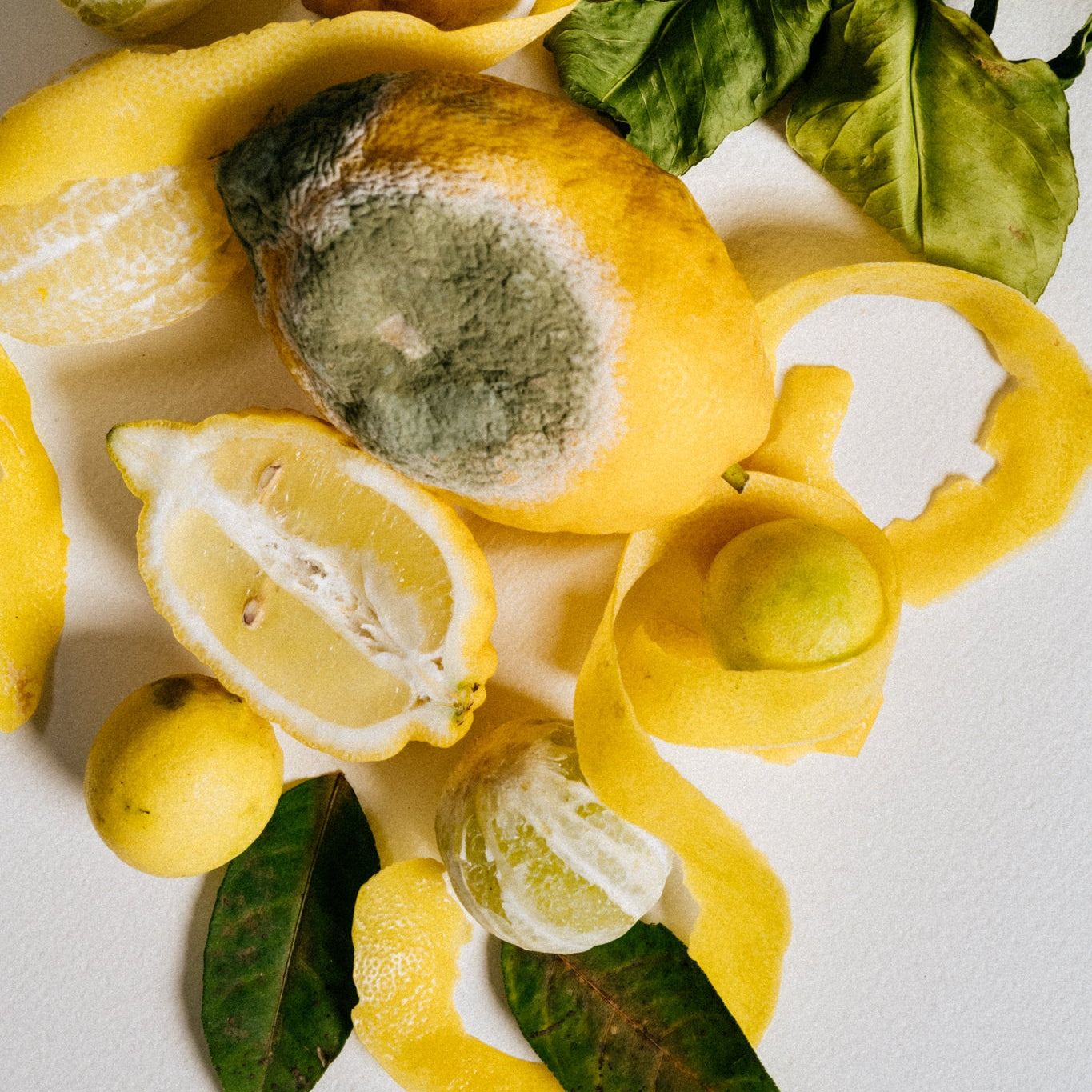 The Island - Eaux de parfums - Moldy lemons with green leaves on a white background
