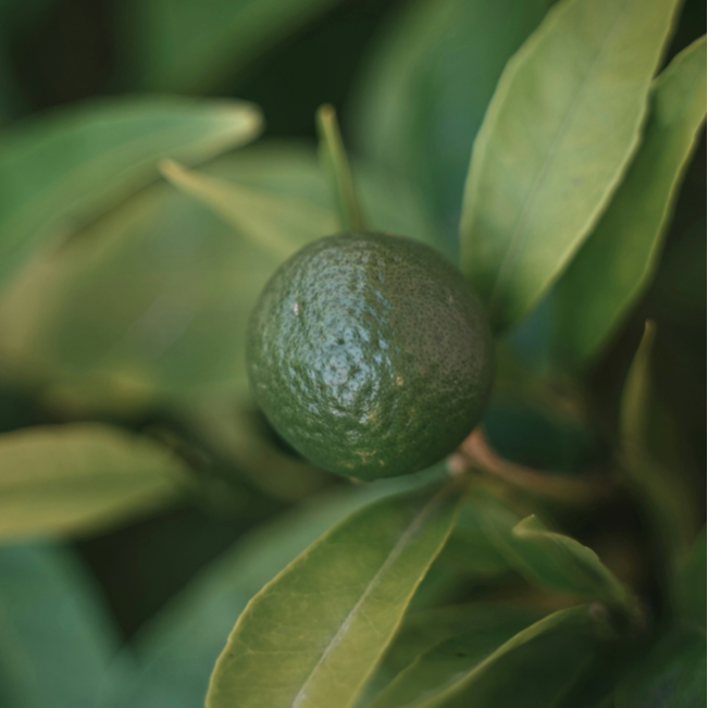 Close-up of the Limon de Rodrigues citrus fruit growing on the tree.