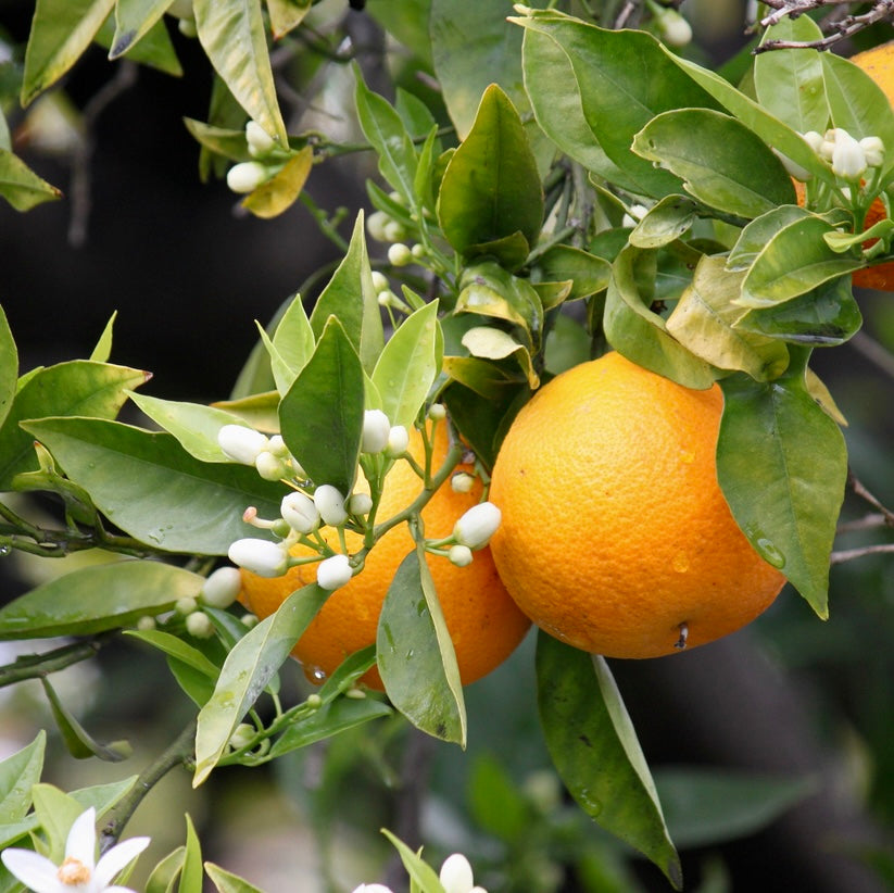 Natural perfumes Rodrigues